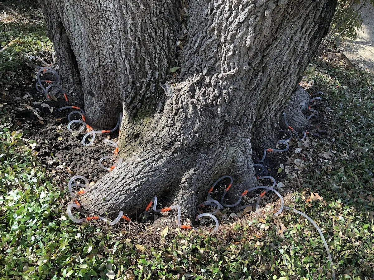 Detailed Tree Cabling and Bracing job site in Dothan